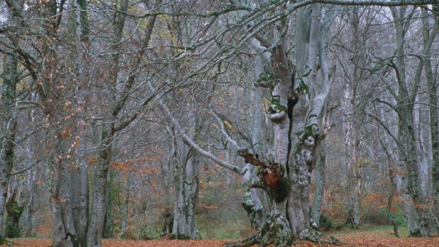 Pescocostanzo (Aq), il Bosco di Sant’Antonio