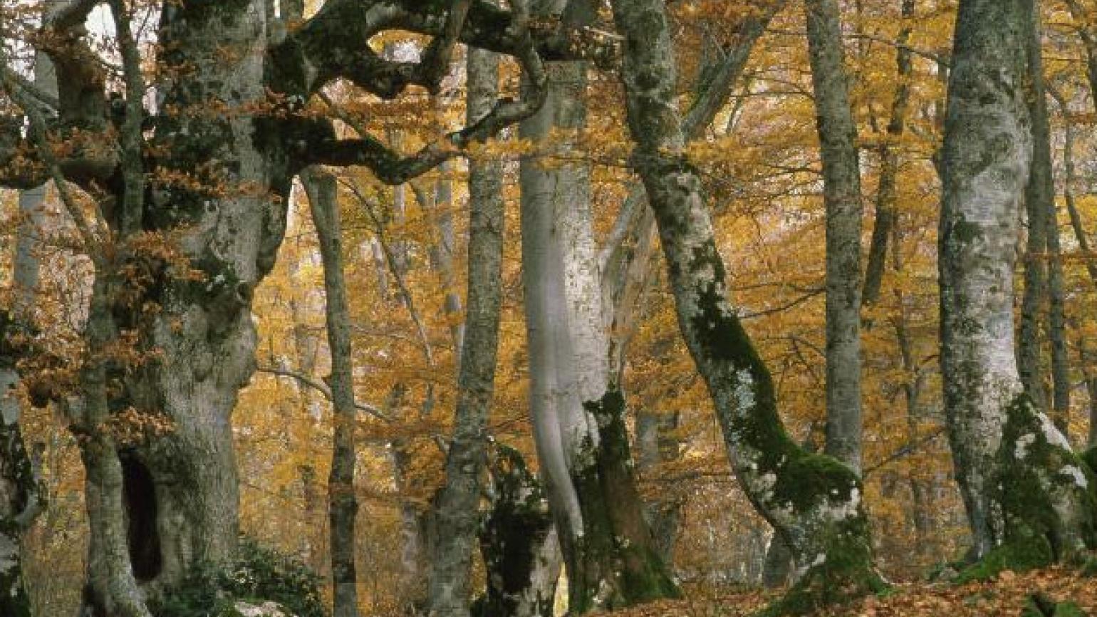 Pescocostanzo (Aq), il Bosco di Sant’Antonio